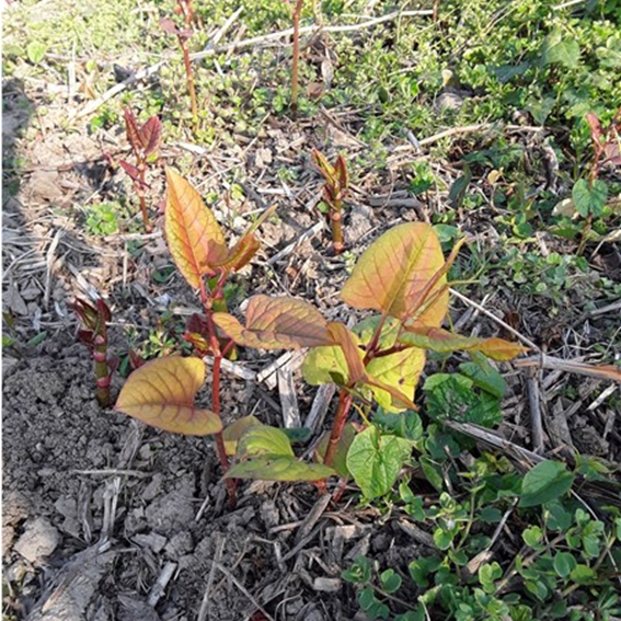 Early shoots of Japanese knotweed