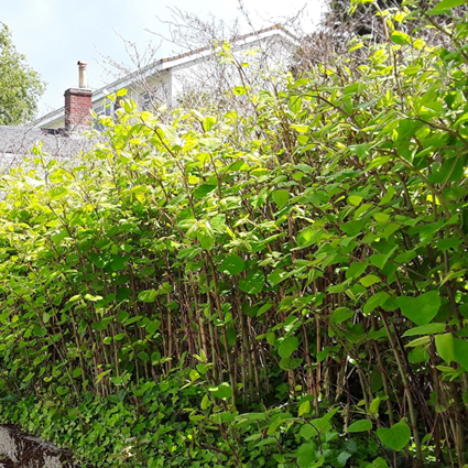 Mature Japanese knotweed