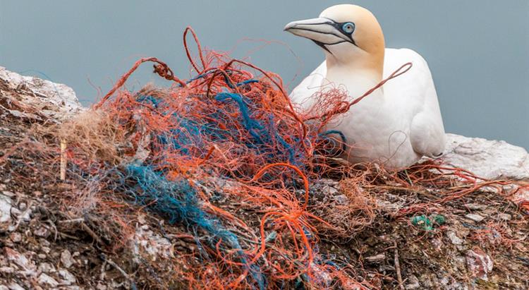 Bird surrounded by marine litter