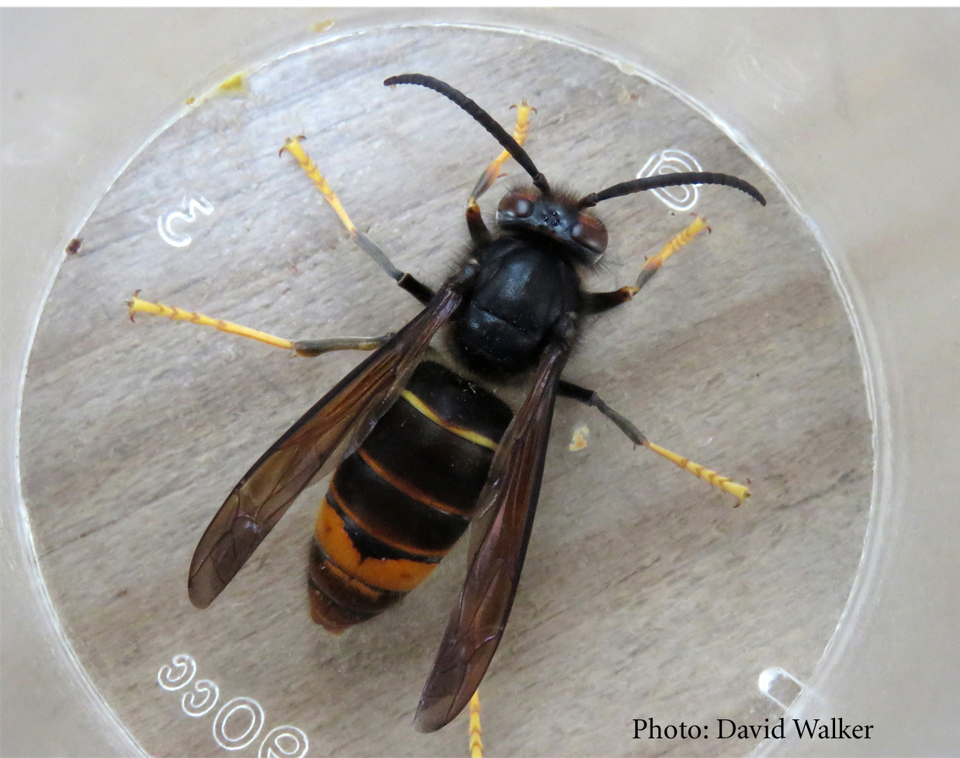 An enlarged photo of an Asian Hornet.