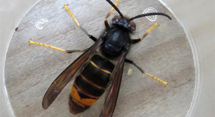 Asian hornet