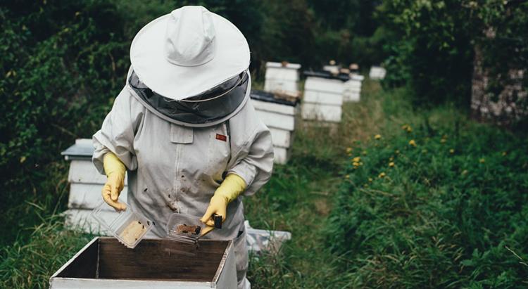 Bee keeper