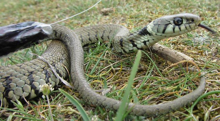 New study reveals the secret life of Jersey's grass snakes