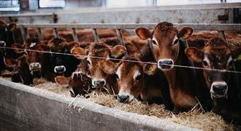 Jersey cows eating hay