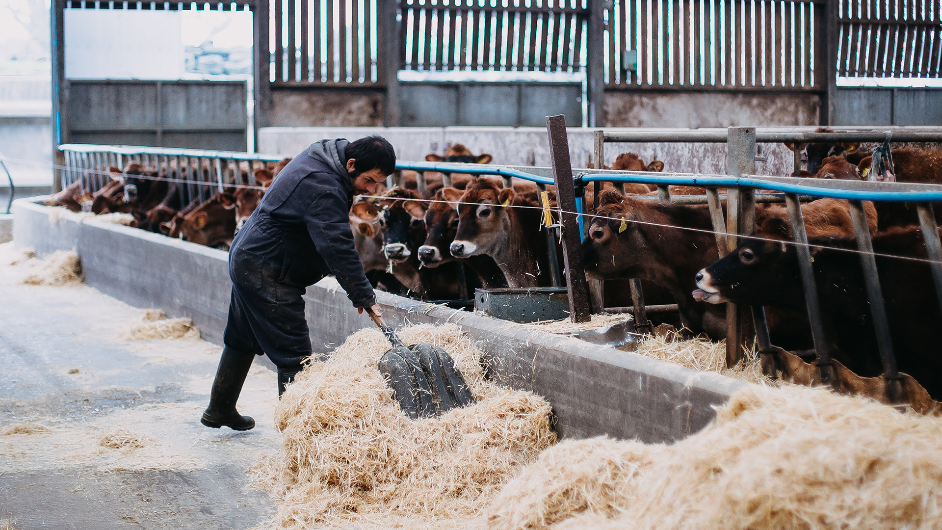 Photo of man clearly hay for cattle