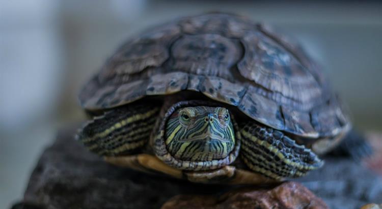 Terrapin sitting on a rock