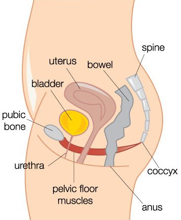 The female pelvic floor