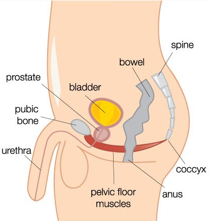 The male pelvic floor