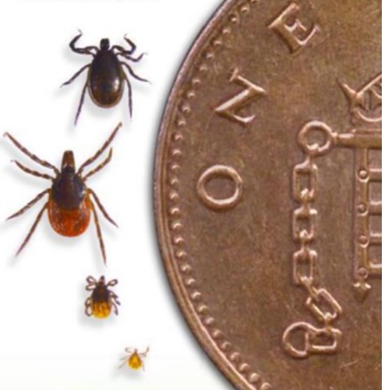 Ticks sizes compared to a one penny coin