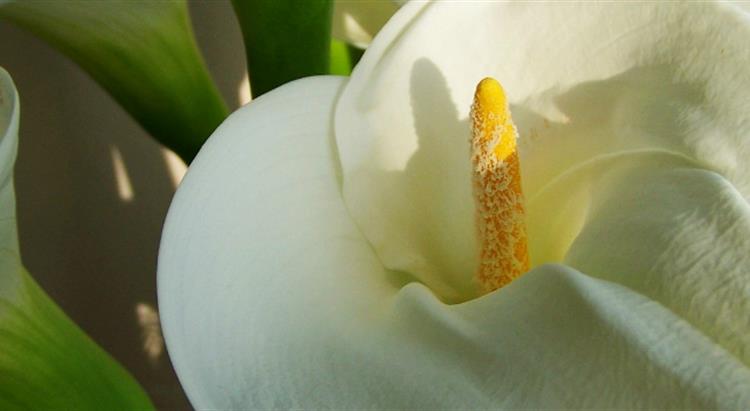 Photo of white lillies