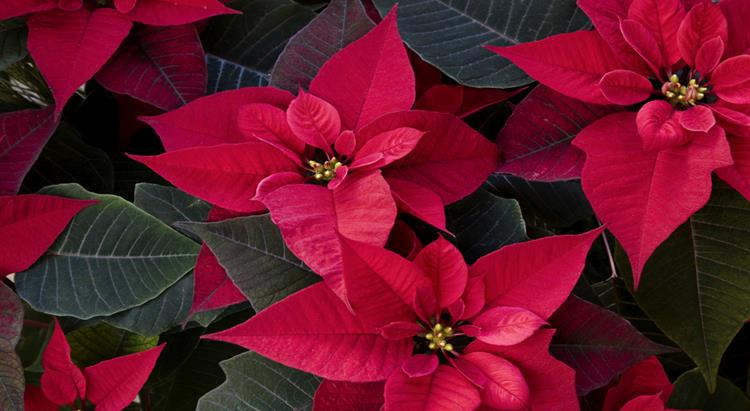 PoinsettiaImage