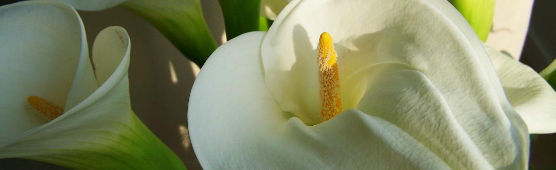 Photo of white lillies